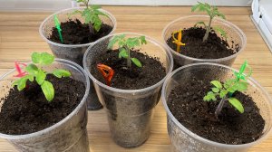 Пикировка рассады томатов,формирование грунта