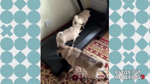 Фитнес для мопсов. Видели видео? Фрагмент выпуска от 09.03.2026