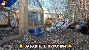 Цыплята и Курочки селяночки лучшие беспородные несушки 🥚 (452)