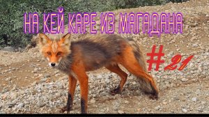 #21 Тенькинская трасса. Поговорил с лисой.