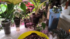 Гибискус Купера зацвёл, полюбуемся красотой. Немного пересадок.