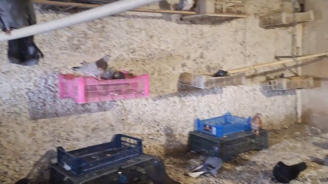 1000108753.mp4 Голубята И.Т. обсудим. смотреть онлайн