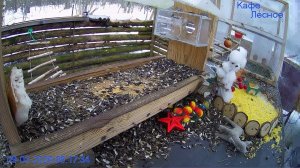 🔴 24 LIVE Главная Кормушка