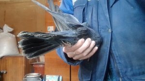 Николаевские голуби парю парочку 09.03.2026  г