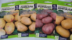 Впервые решила посадить картофель семенами