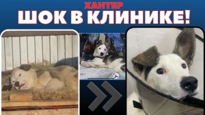 Мы спасли его от смерти... Но судьба приготовила Хантеру новое испытание...