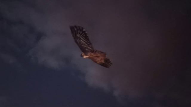 ПАРК ПРИТЯЖЕНИЕ  часть 7