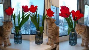 Наш день 8 марта Всех с праздником! А Миру с новой причёской!