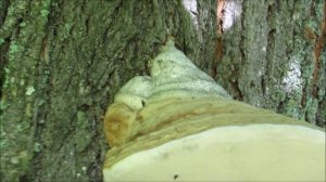 Гриб трутовик на липе