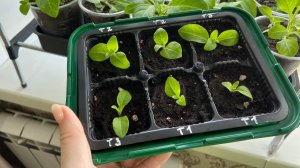 Процесс черенкования петунии.