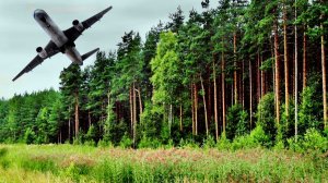 Лес без купюр