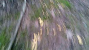 047 2016.06.30_12.29.45 С Маней в лесу грибы собираем. 1