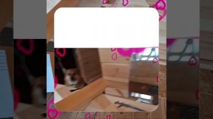 1000050964.mp4 (Собака наблюдает за устройством лестницы на 2-ой этаж в доме А-фрейм)