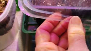 09.03.26 ВИДЮШКИ ЗА МОИ РАСТЮШКИ