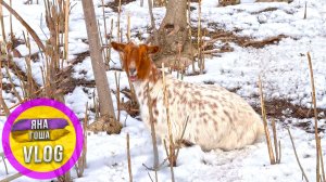 Беременные козы - не думают рожать!? Встретили странных птиц! Запахло весной!