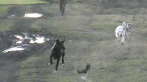 Щенки Роси и Дреда 4 мес и 6 дней