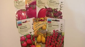 Посев томатов на рассаду в 2026г.