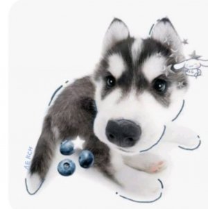 домик Лекси вечерняя транляция🦴