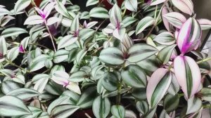 Традесканции. Шикарные кусты в начале весны. Секреты успешной зимовки.