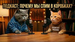 🤣 Подкаст котов #12 | Империя Картона: Почему мы спим в коробках? 📦