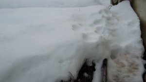 9.03.26год. Открыла крупнолистные гортензии,средняя полоса России.