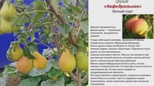 сельская жизнь/конец августа 2025/