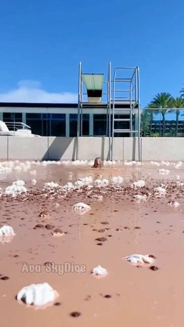 Нырнула в шоколадно-молочный чай