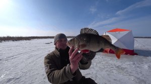 ЧЕМ ПАХНЕТ ЖИЗНЬ в ЛЕСУ на КРАЮ БОЛОТА? СВОБОДОЙ и ПРИКЛЮЧЕНИЯМИ! №380