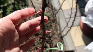 Розы шрабы, английские. Обрезка весной на юге 09.03.2026г.