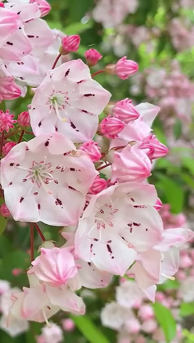 🌷 ОЧЕНЬ КРАСИВАЯ УСПОКАИВАЮЩАЯ МУЗЫКА ДЛЯ СНА 🎵 РАССЛАБЛЯЮЩАЯ РЕЛАКС МУЗЫКА ДЛЯ ДУШИ