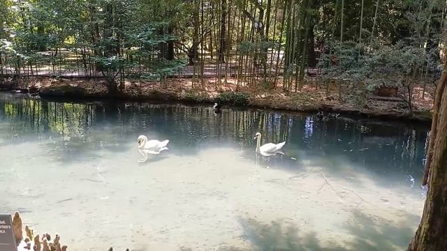 #Лебеди#природа#отдых#флора#красота смотреть онлайн