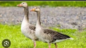 завтра будет стрим