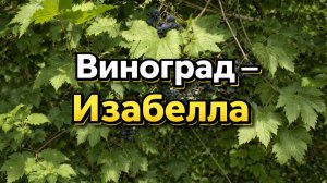 Виноград Изабелла: простой способ вырастить в саду