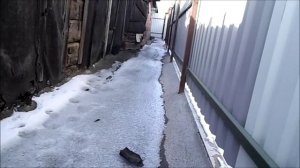 ч.2 Восточный