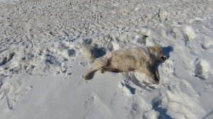 Зимнее счастье: собака валяется в снегу