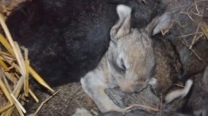 Мои лапушки