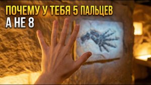 У твоих предков было 8 пальцев. Куда делись три?