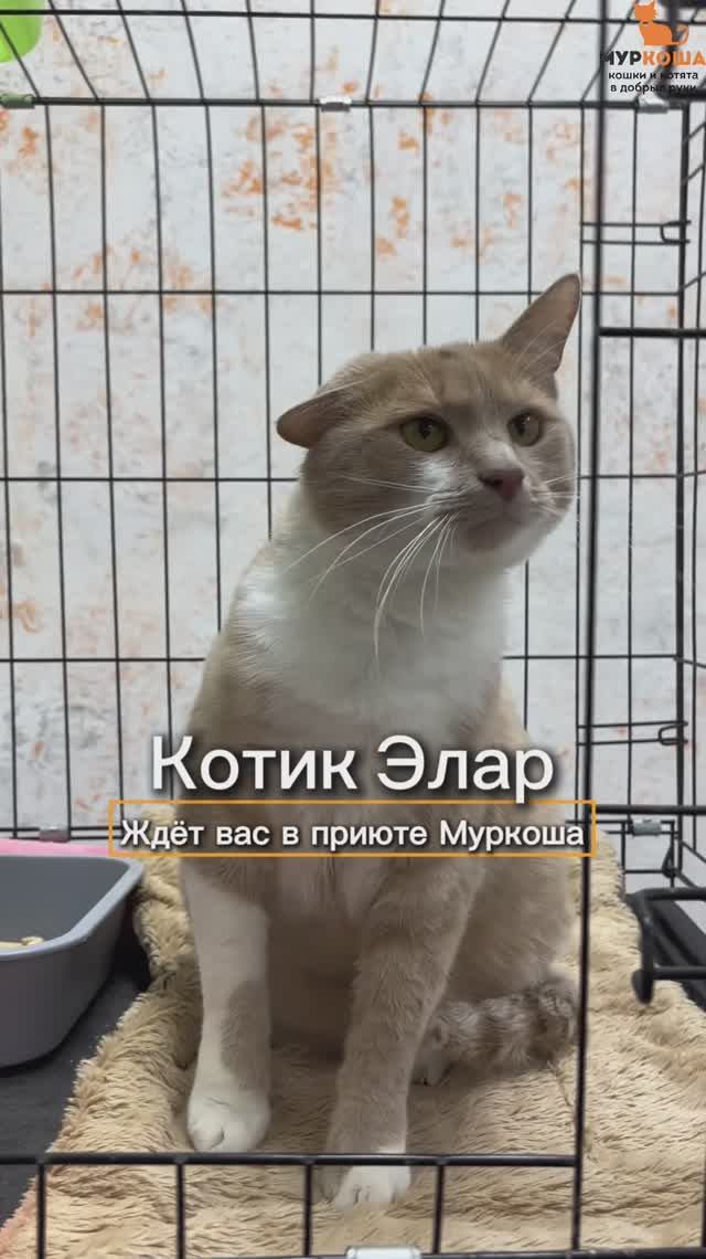 Элар ждёт вас в приюте #Муркоша
