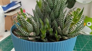 09-03-2026 мои комнатные растения