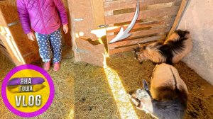 Разгадали секрет, как коза сбежала из закрытого загона!