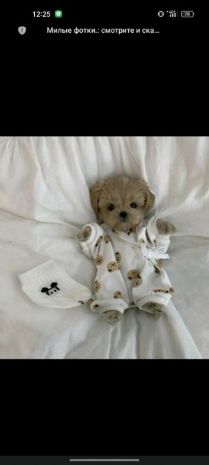 прямая трансляция с Алисой кудряшкой будут. так