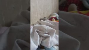 Мини влог с реборном