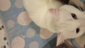 наблюдение за котом.