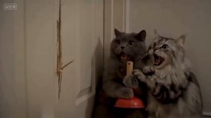 Котики испытали культурный шок