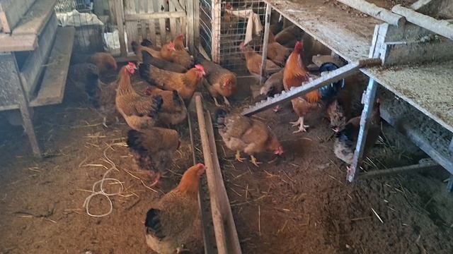 Ответы на вопросы 1. Порода кур Кучинская Юбилейная