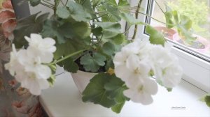 Пеларгонии (герани) на моих окнах