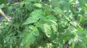 Чем укрываю Томатных Гномов при ранней высадке? Ответ на вопрос зрителей.