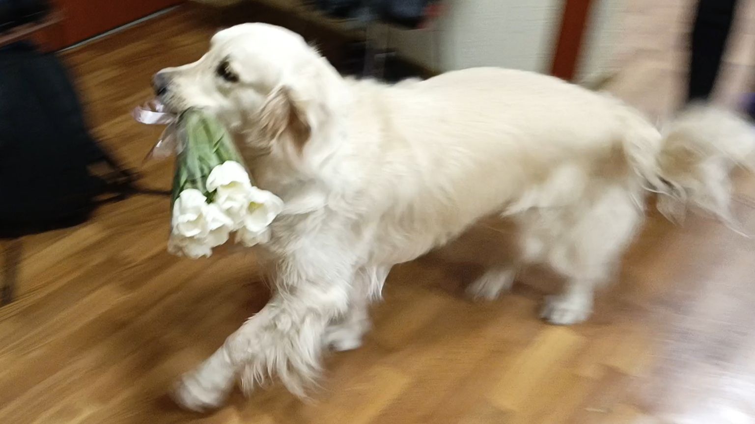 8 марта в надежных лапах