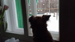 Новости из деревни. Проводили внука, остались одни