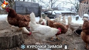 Куры зимой очень счастливы 🤗❄️⛄ (37)
